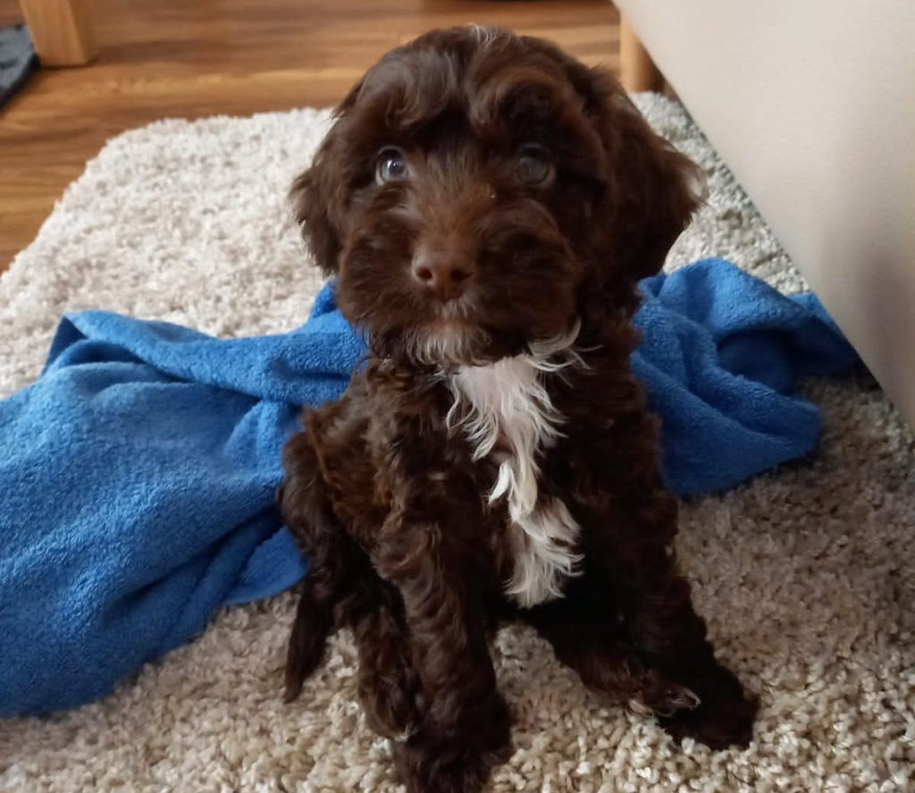 Cockapoo puppy