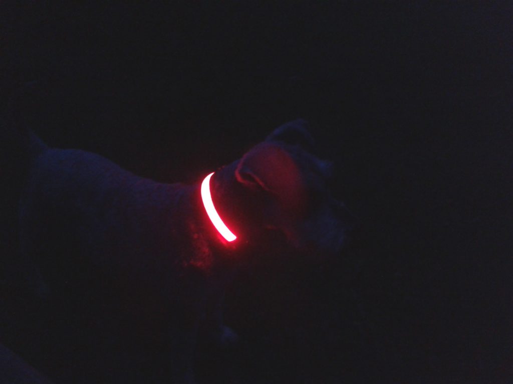 See your dog in the dark with a flashing LED dog collar