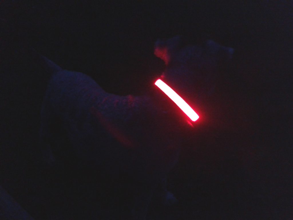 Flashing dog collars so you can see your dog in the dark