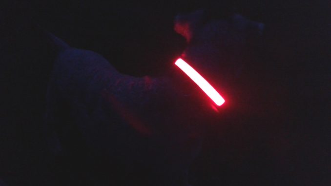 Flashing dog collars so you can see your dog in the dark