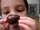 making your conker hard