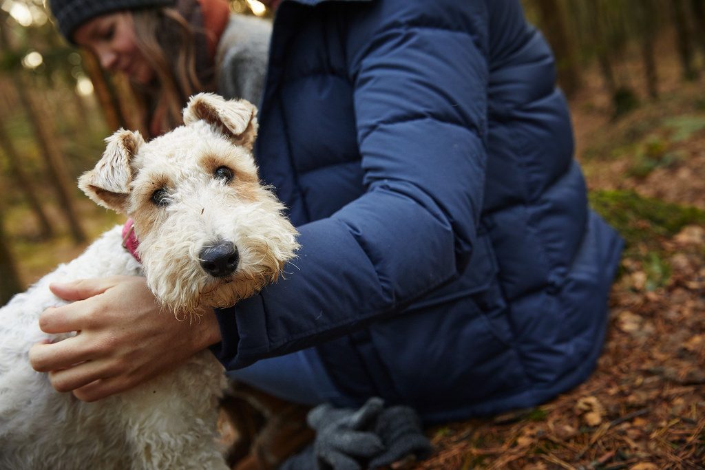 Dog friendly holidays in the woods