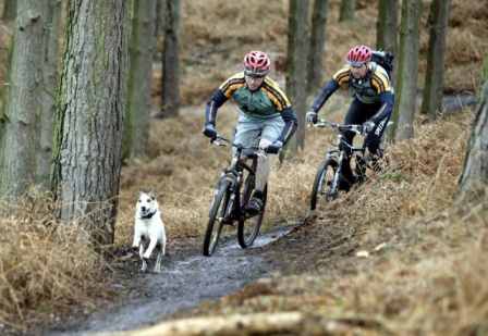Mountain biking with your dog for fun