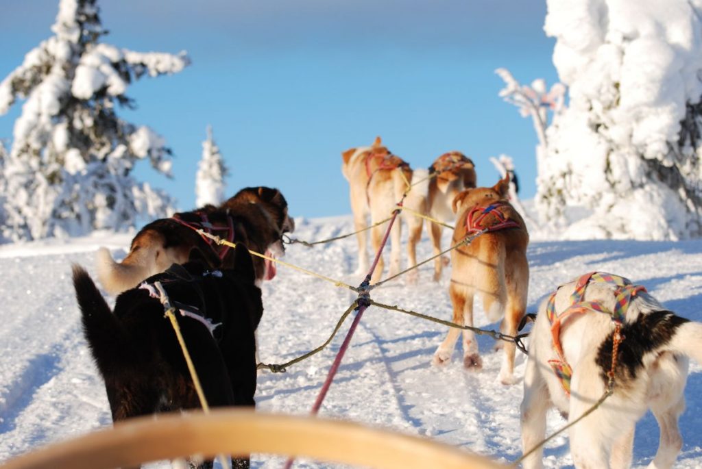 Riding on a dog sled
