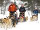 Dog Sled transfers on your ski holiday