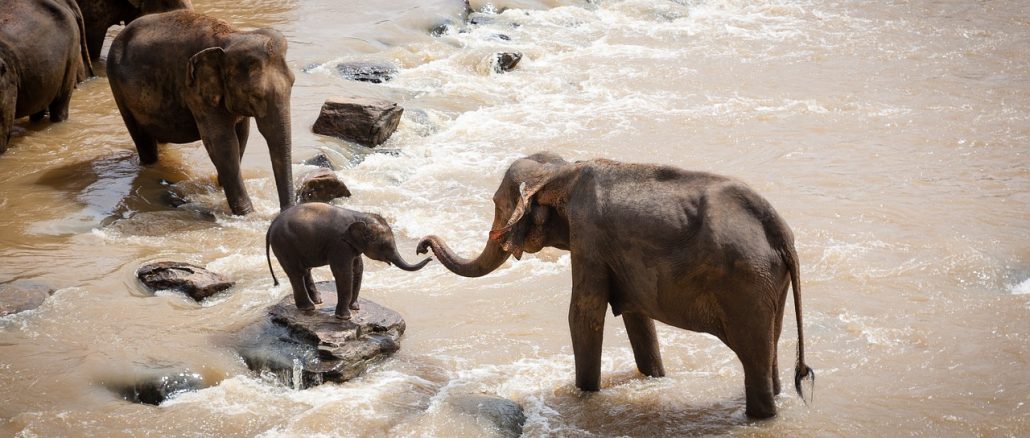 Family of elephants on safari holiday